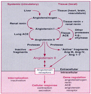 2243_Renin-Angiotensin System.png